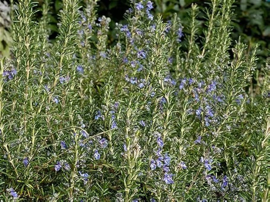ローズマリー！ Lavender Medley | Blooms Today | Blooms Today